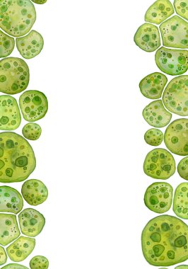 Unicellular green algae chlorella spirulina with large cells single-cells with lipid droplets. Watercolor seamless vertical border macro microorganism bacteria cosmetics biological biotech design