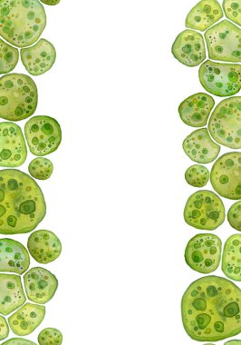 Unicellular green algae chlorella spirulina with large cells single-cells with lipid droplets. Watercolor seamless vertical border macro microorganism bacteria cosmetics biological biotech design clipart