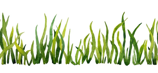 Seamless horizontal hand drawn border with green grass. Eco Natural organic ecological illustration for healthy labels packaging. Vivid bright blades of grass meadow plants. Fresh vegetation isolated — Stock Photo, Image