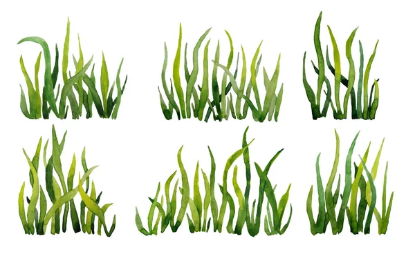 Elementy projektu ręcznie rysowana oliwkowa zielona trawa. Eco Naturalna ekologiczna ilustracja dla zdrowych opakowań etykiet. Żywe jasne ostrza trawy łąki roślin. Świeża roślinność wyizolowana na białym — Zdjęcie stockowe