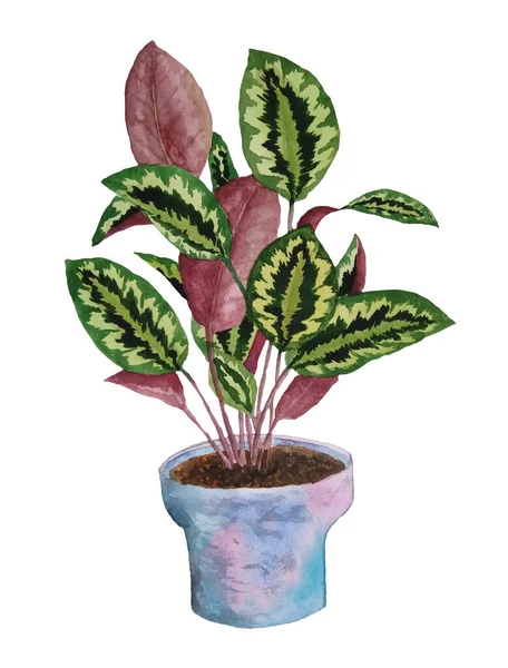 Acuarela ilustración dibujada a mano de la planta de oración calatea sobre fondo blanco aislado. Para los amantes de la naturaleza de diseño interior brillante flor planta de interior pastel follaje en maceta neutral. Selva tropical urbana . —  Fotos de Stock