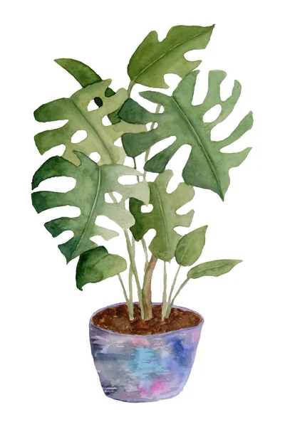 Ακουαρέλα ζωγραφισμένα στο χέρι απεικόνιση του φυτού monstera σε λευκό απομονωμένο φόντο. Για την εσωτερική διακόσμηση λάτρεις της φύσης λουλούδι houseplant παστέλ ουδέτερο χόρτο φύλλωμα. Κηπευτικά φυτά τροπικής ζούγκλας. — Φωτογραφία Αρχείου