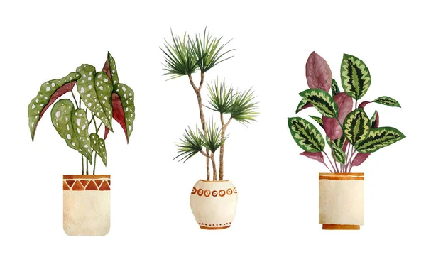 Akvarell handritade illustrationselement av calatea bön växt begonia med fläckiga gröna blad dracaena drake träd. Kruka beige terra cotta lera krukväxter för urban djungel natur älskare inomhus — Stockfoto