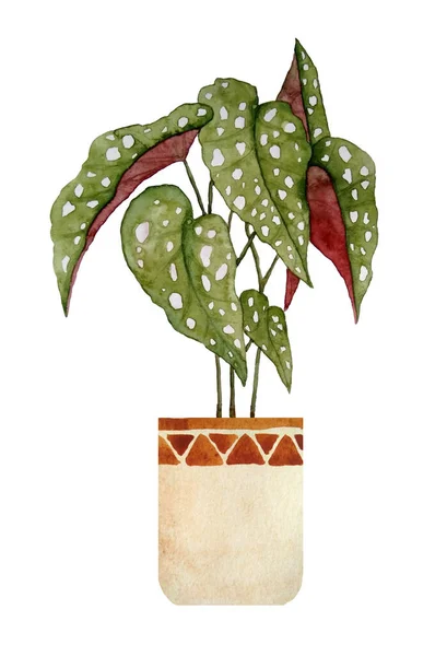 Watercolor hand drawn illustration of begonia potted plant with green spotted leaves leaf white dots blotches on white isolated background.Brown clay terra cotta pots interior design nature lovers — Stock Photo, Image