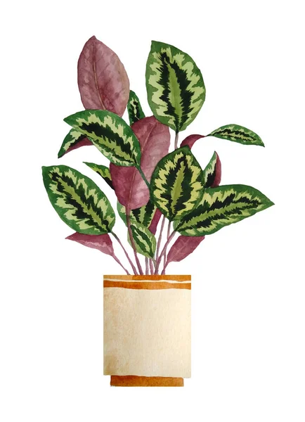 Akvarell kézzel rajzolt illusztrációja calathea ima növény fehér elszigetelt háttér. A világos belsőépítészeti természet szerelmeseinek virágcserép barna agyag terra cotta pot. Városi trópusi dzsungel. — Stock Fotó