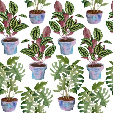 Beyaz yalıtılmış arka planda, kapalı alandaki çiçeklerin elle çizilmiş suluboya desenleri. Canavar Calathea dua tesisi. Yeşil yaprak, gri, pembe, yumuşak pastel, menekşe, iç tasarım, şehir ormanı.
