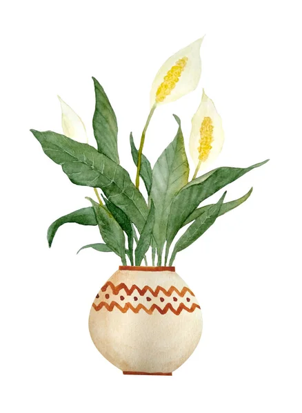 Spathiphyllum barış bitkisinin suluboya el çizimi beyaz yalıtılmış arka planda. İç dizayn doğa severler çiçek desenli ev bitkisi kahverengi kil terra cotta ot tropikal orman.