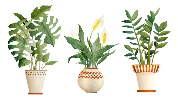 Watercolor hand drawn illustration elements of monstera peace lily Spathiphyllum zz plant Zamioculcas. Pot beige terra cotta clay potted for urban jungle nature lovers indoor houseplants gardening. — Stock Photo, Image