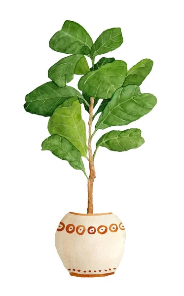 Ακουαρέλα ζωγραφισμένη στο χέρι απεικόνιση του φυτού ficus φύλλο βιολί σε λευκό απομονωμένο φόντο. Για την εσωτερική διακόσμηση λάτρεις της φύσης λουλούδι houseplant σε καφέ πήλινο δοχείο terra cotta. Αστικά τροπικά — Φωτογραφία Αρχείου