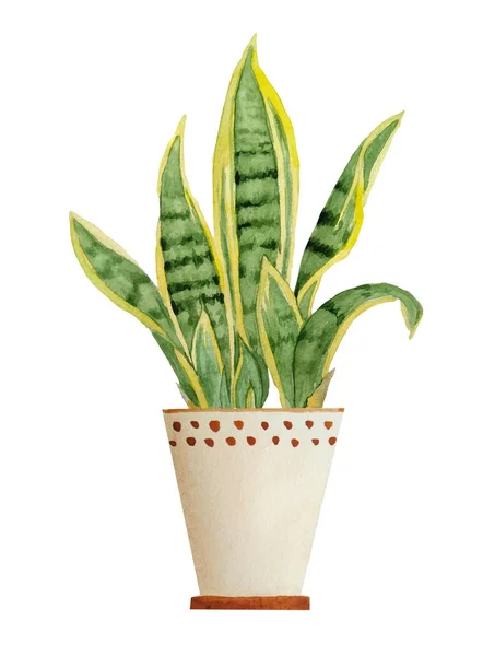 水彩画素描的盆栽蛇植物在白色隔离背景上的图画，为室内设计自然爱好者在褐色粘土陶壶中的花卉室内种植。城市热带 — 图库照片