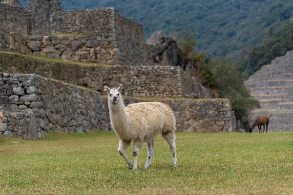 Милая Альпака в окрестностях Мачу-Пикчу Перу Южная Америка — стоковое фото