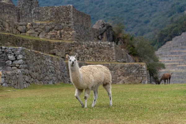 Machu Picchu Peru 'nun etrafındaki sevimli Alpaca Güney Amerika