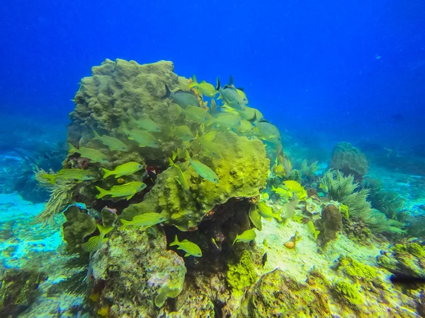 Beautiful Marine Life Cancun Mexico North America — Stock Photo, Image