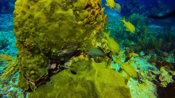 Vackert Marint Liv Fiskar Koraller Cancun Mexiko Nordamerika — Stockfoto