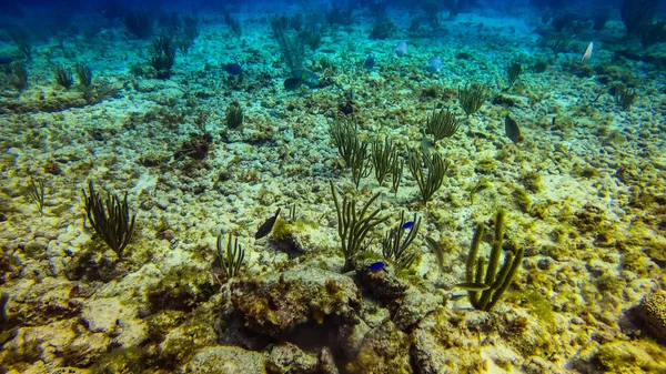 Красивые Морские Кораллы Канкуне Мексика Северная Америка — стоковое фото