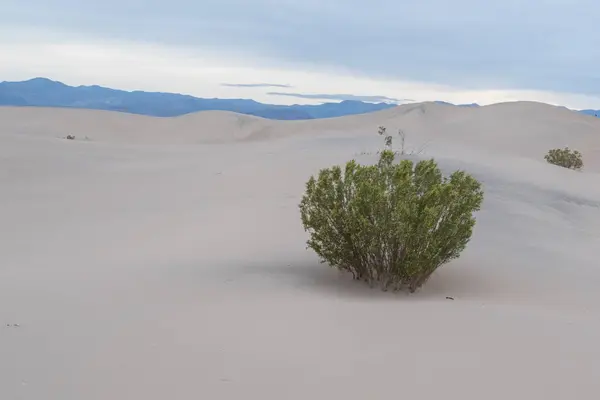 Hermosas Dunas Arena Plana Mesquite Parque Nacional Death Valley California —  Fotos de Stock
