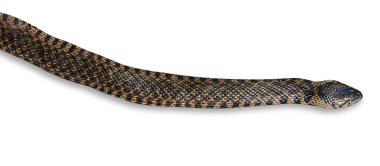 Yılan beyaz arkaplanda izole edildi