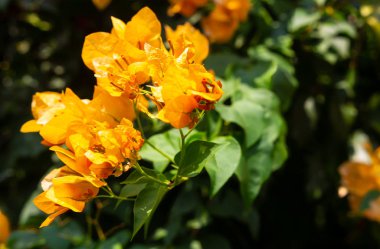 Güneşli 'deki Renkli Çiçekler