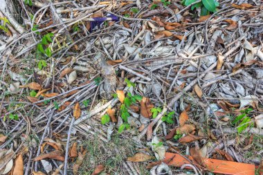 Groun 'da Kırık Dallar