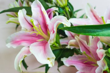 Orkideler ya da Dendrobium. Güzel Doğal Çiçekleri Kapat