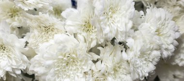 Güzel Anne Çiçekleri veya Kasımpatı Morifolium. Beyaz Doğal Çiçek dokusu