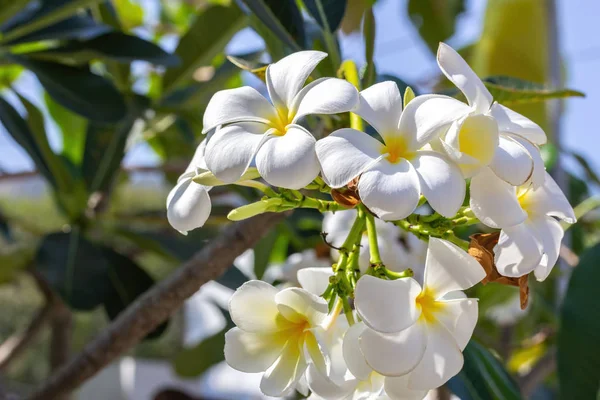 Güzel Beyaz Frangipani Çiçekleri Veya Plumeria Çiçekleri Çiçek Açan Tropikal — Stok fotoğraf