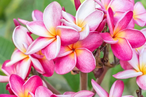 ピンクのフランジパニの花やプルメリアの花を閉じ 美しい花熱帯の木 — ストック写真