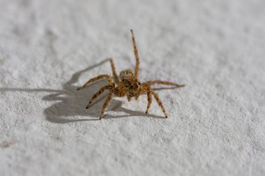 Macro zıplayan örümcek evin beyaz duvarında sürünüyor..