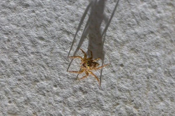 Makro Skákající Pavouk Plazí Bílé Zdi Domě Pavouk Dívá Nahoru — Stock fotografie