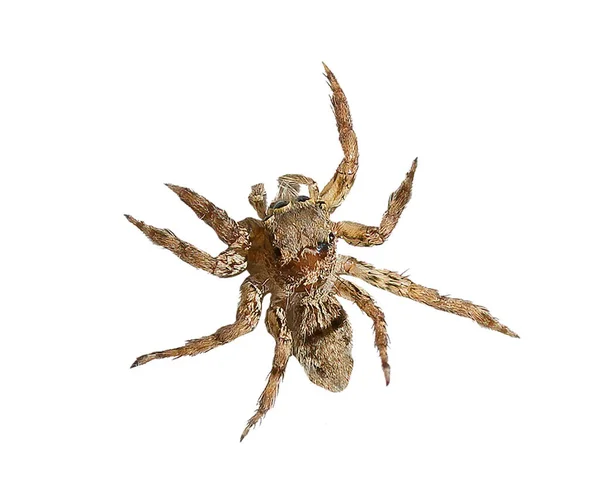 Pavouk Plazí Izolované Bílém Pozadí Výstřižkovou Maskou — Stock fotografie