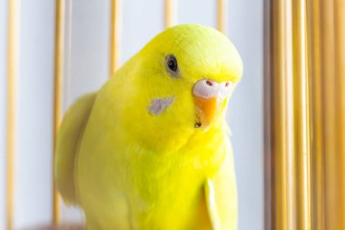 Kafesteki renkli muhabbet kuşunu kapat.