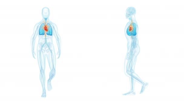 Bicie serca Człowieczego spaceru — Wideo stockowe
