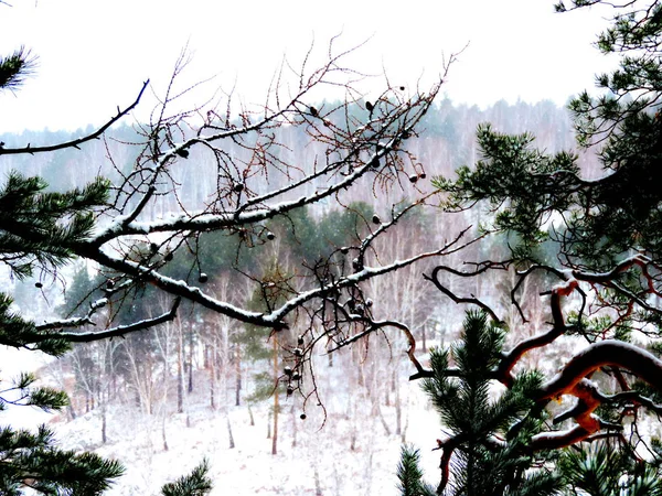 Ağaç Tarlası Uzaktaki Orman Gerçek Dışı Görünüyor Boyanmış Gibi — Stok fotoğraf