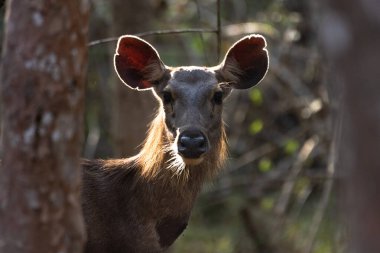Sambar geyiğinin yakın plan portresi arka planda düşen güneş ışığıyla kameraya bakıyor. .
