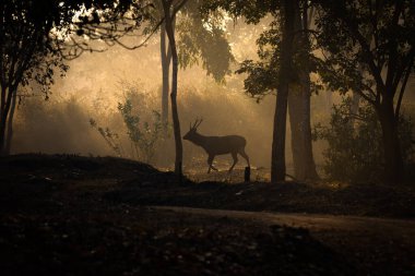 Sambar Deer walking between the trees in a misty morning clipart