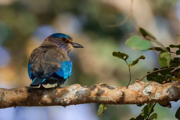 Indian Roller Znany Również Jako Niebieski Jay Bird — Zdjęcie stockowe