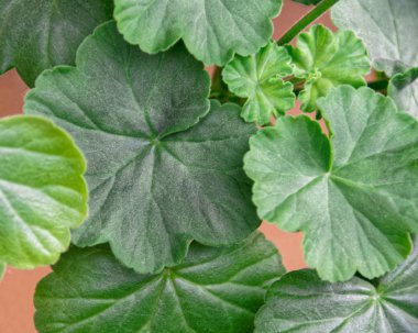 yeşil yapraklar arkaplan