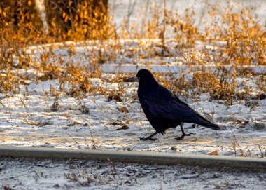 Bir kale karlı bir arazide yürür.