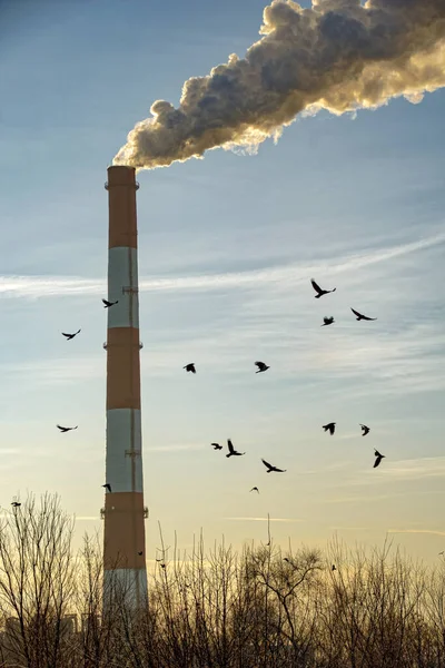 flying black birds on the background of factory chimneys