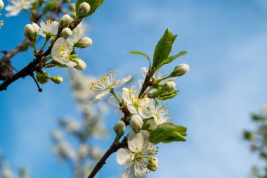 Bahar beyaz çiçekleri bahçede açmakta mavi gökyüzü bokeh arkaplanıyla