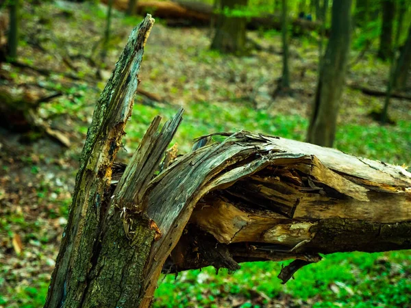 Een Gebroken Boom Groen Bos — Stockfoto