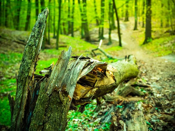 A broken tree near the path in green forest