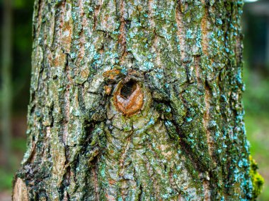 Ağacın düğümünün görüntüsü, kabuk.