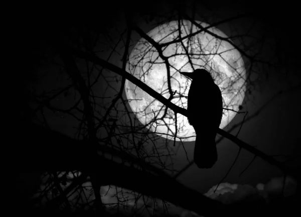 Raven on branches in a moonlit night