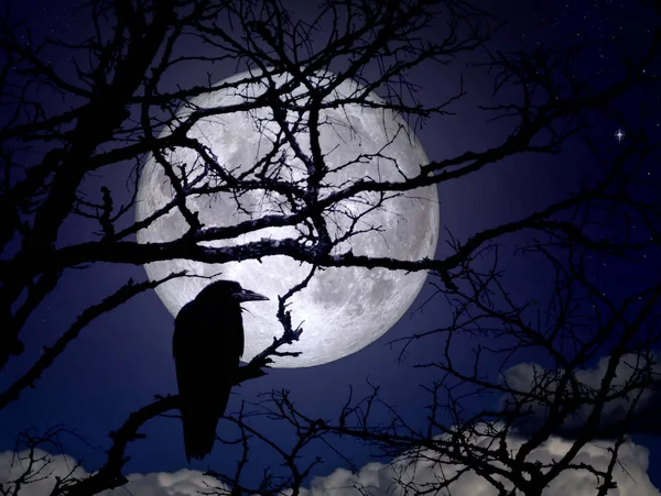 Raven on branches in a moonlit night