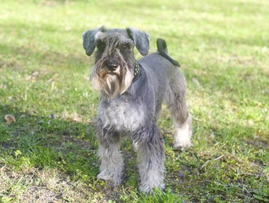 Minyatür bir schnauzer 'ın komik bir portresi.