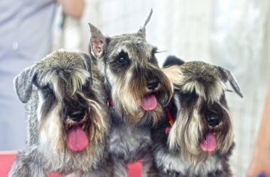 Köpek gösterisinde üç Minyatür Schnauzer