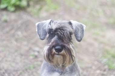 Minyatür bir schnauzer 'ın komik bir portresi.