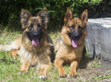 Bir köpeğin portresi.