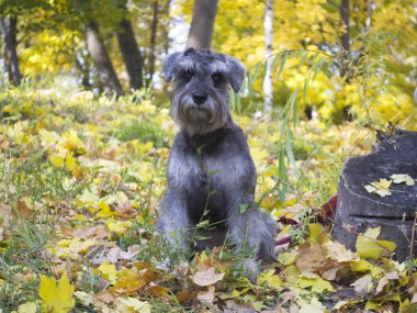 Minyatür bir schnauzer 'ın komik bir portresi.